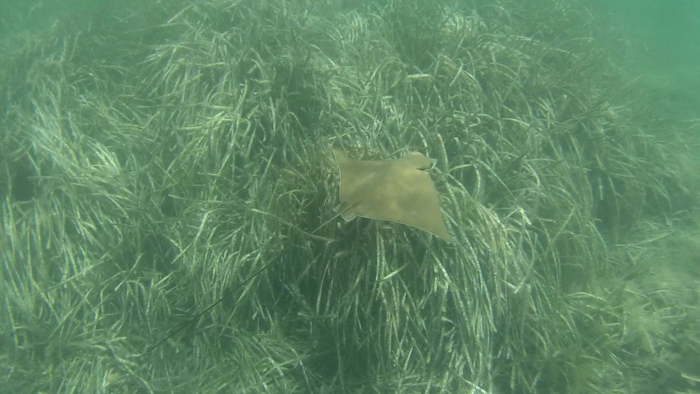 Vaccarella (Aetomylaeus bovinus) dalla Corsica