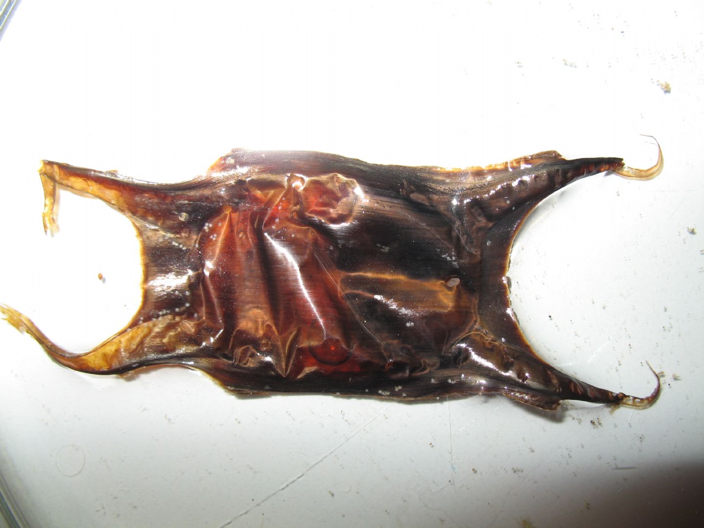 Addisonia excentrica su uovo di razza