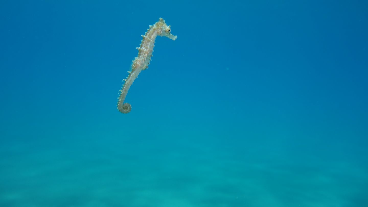 Cavalluccio marino a mezz''acqua....