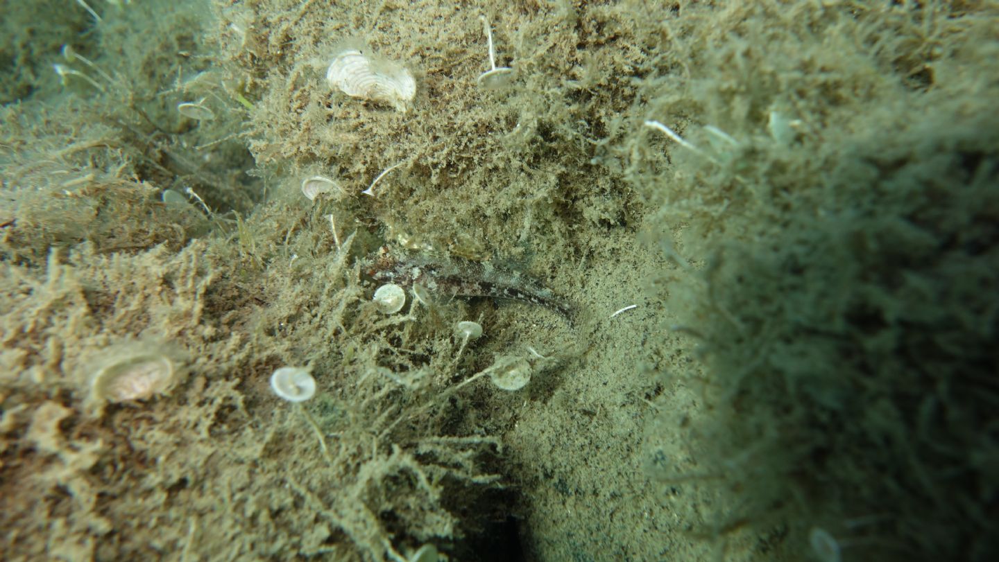 Giovanili di Gobius cruentatus da Punta Ala