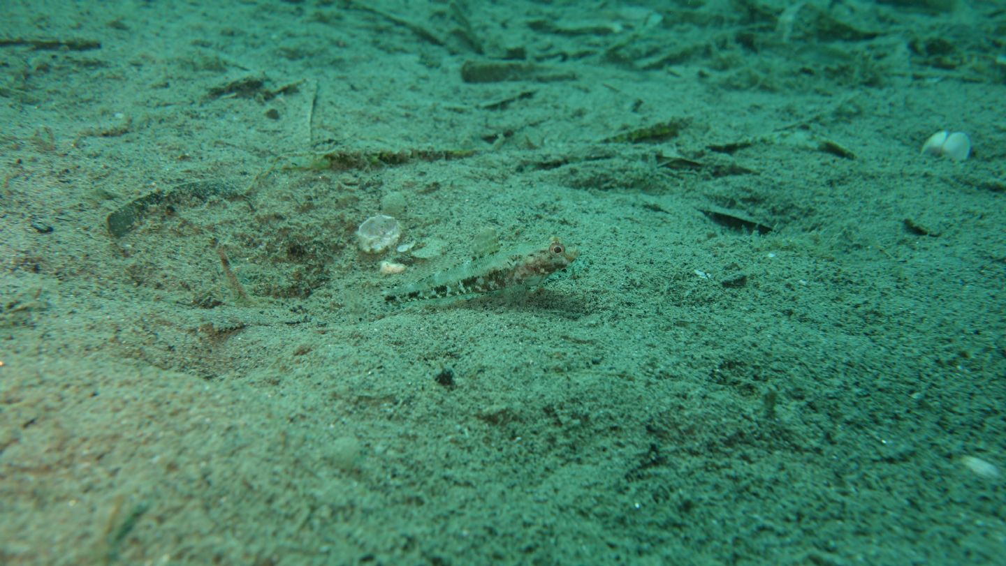 Giovanili di Gobius cruentatus da Punta Ala