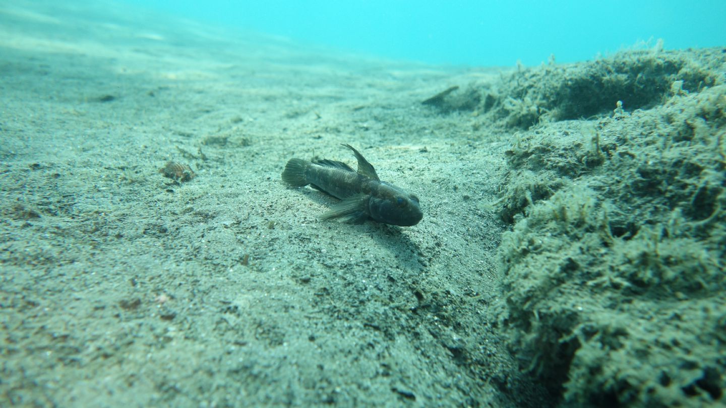 Giovanili di Gobius cruentatus da Punta Ala