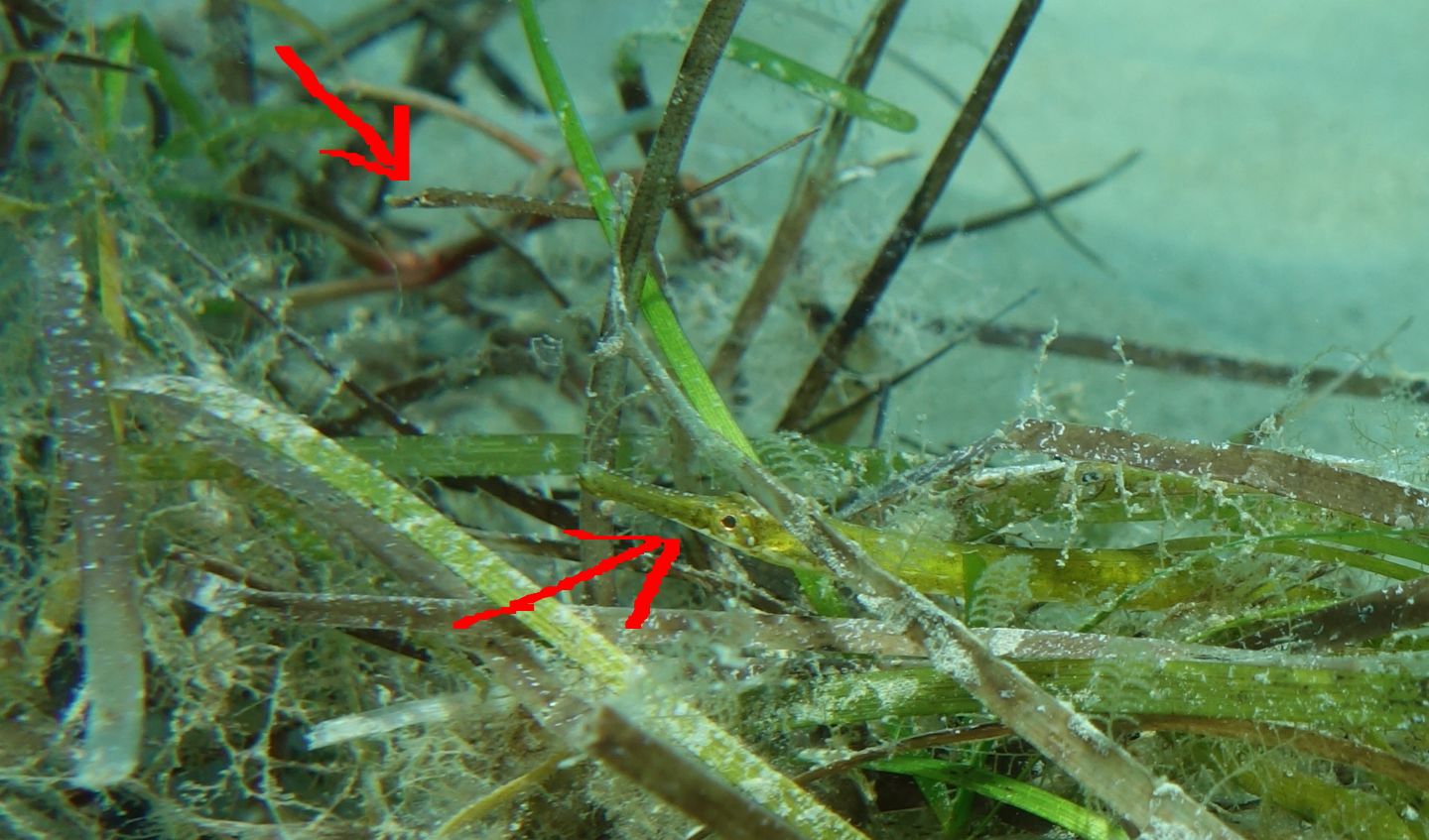 Pesci ago (Syngnathus cf. abaster) da Castiglione della Pescaia