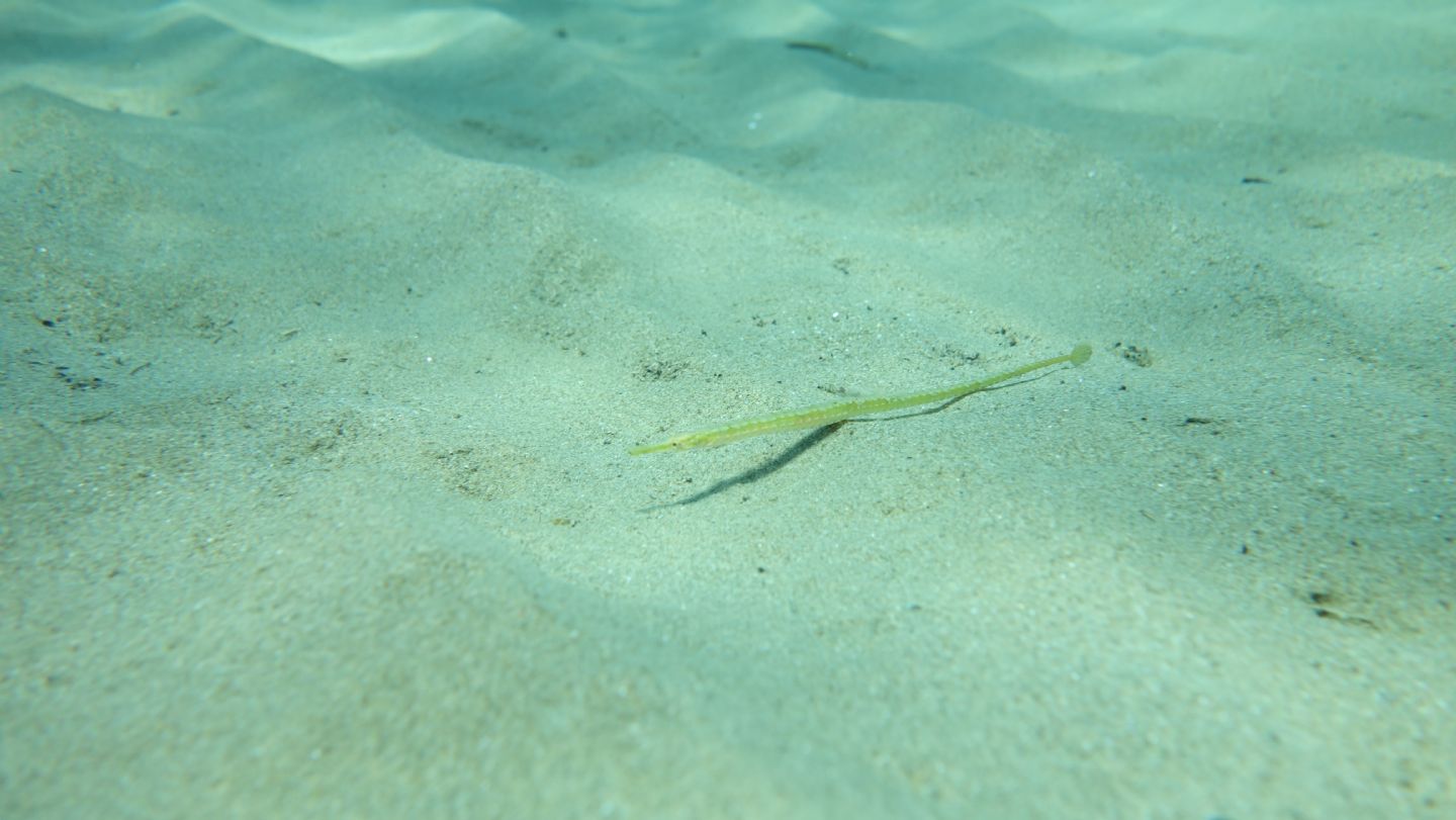 Pesci ago (Syngnathus cf. abaster) da Castiglione della Pescaia