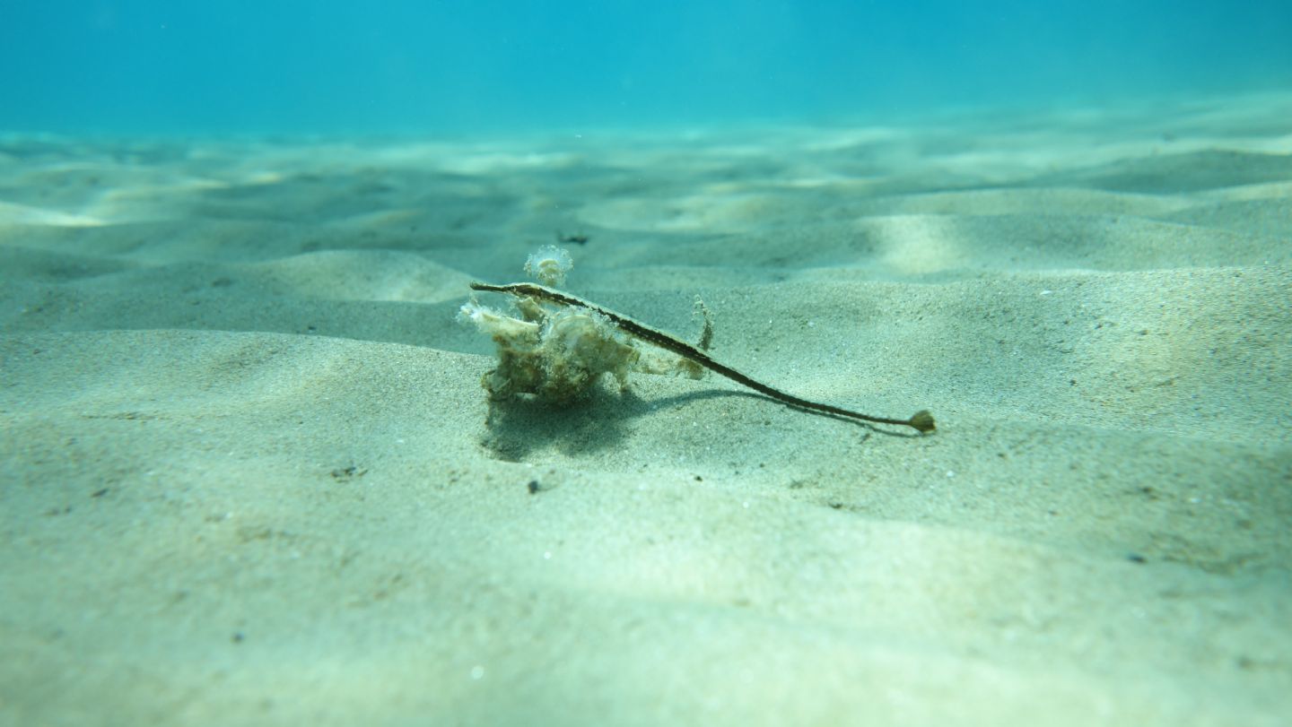 Pesci ago (Syngnathus cf. abaster) da Castiglione della Pescaia