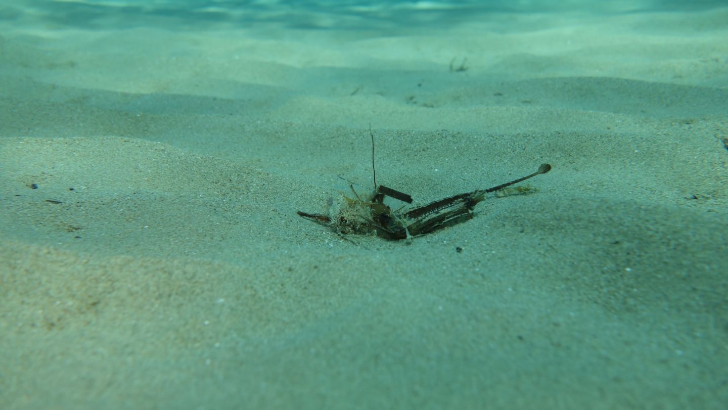 Pesci ago (Syngnathus cf. abaster) da Castiglione della Pescaia