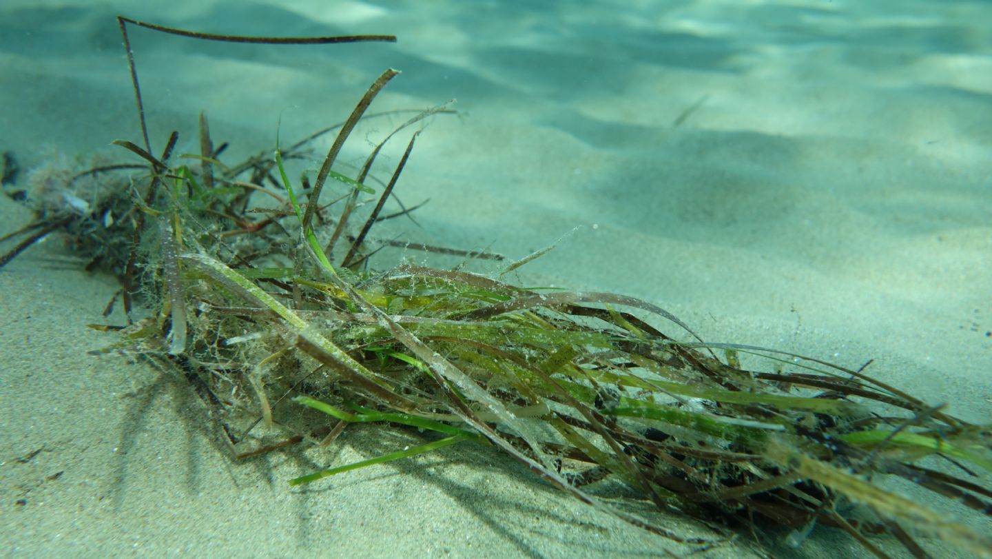 Pesci ago (Syngnathus cf. abaster) da Castiglione della Pescaia