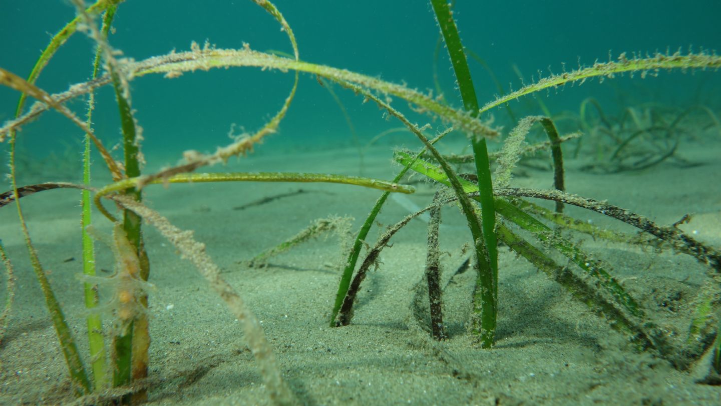 Nerophis ophidion da Punta Ala