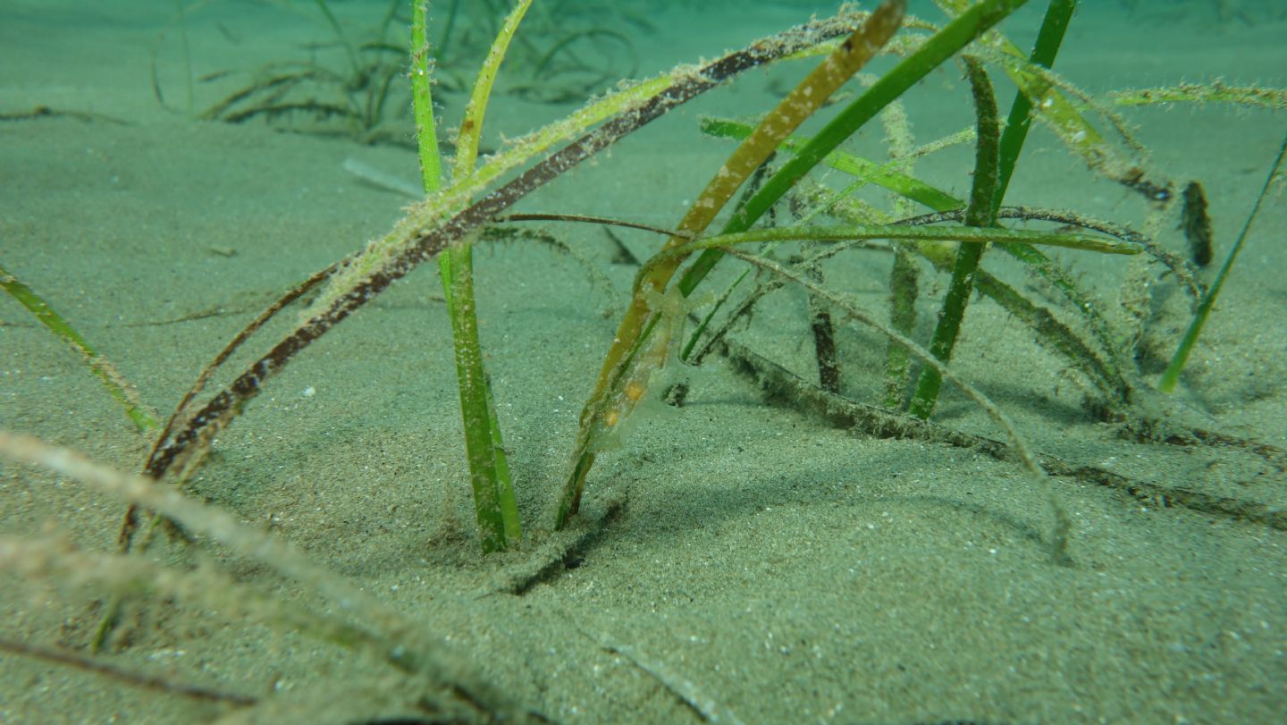 Nerophis ophidion da Punta Ala