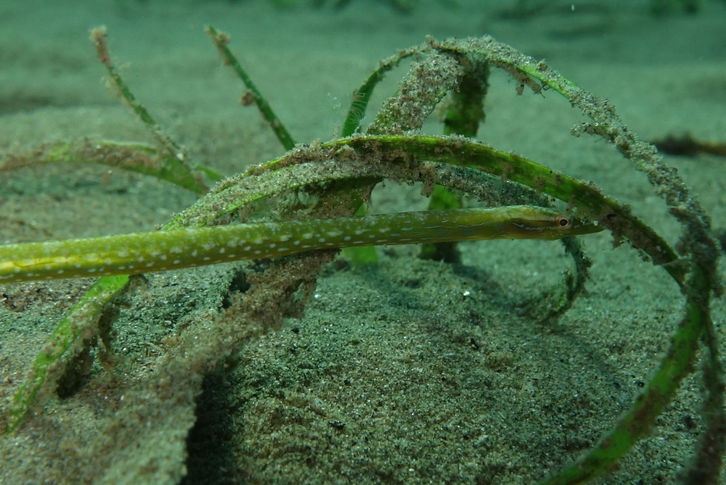 Nerophis ophidion da Punta Ala