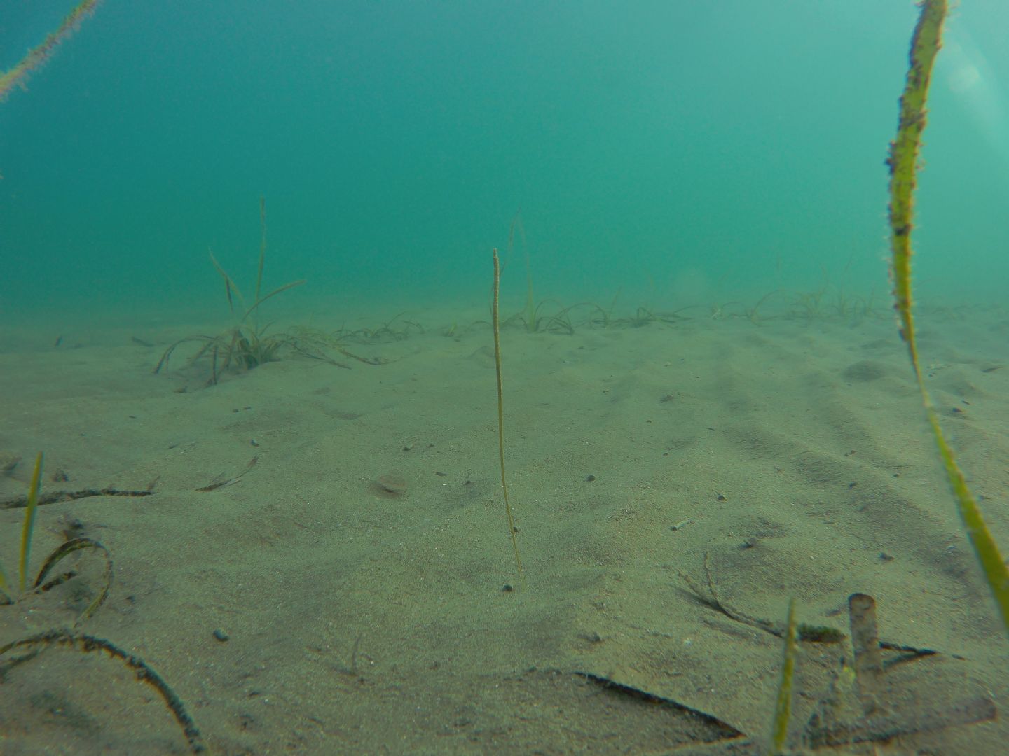 Nerophis ophidion da Punta Ala