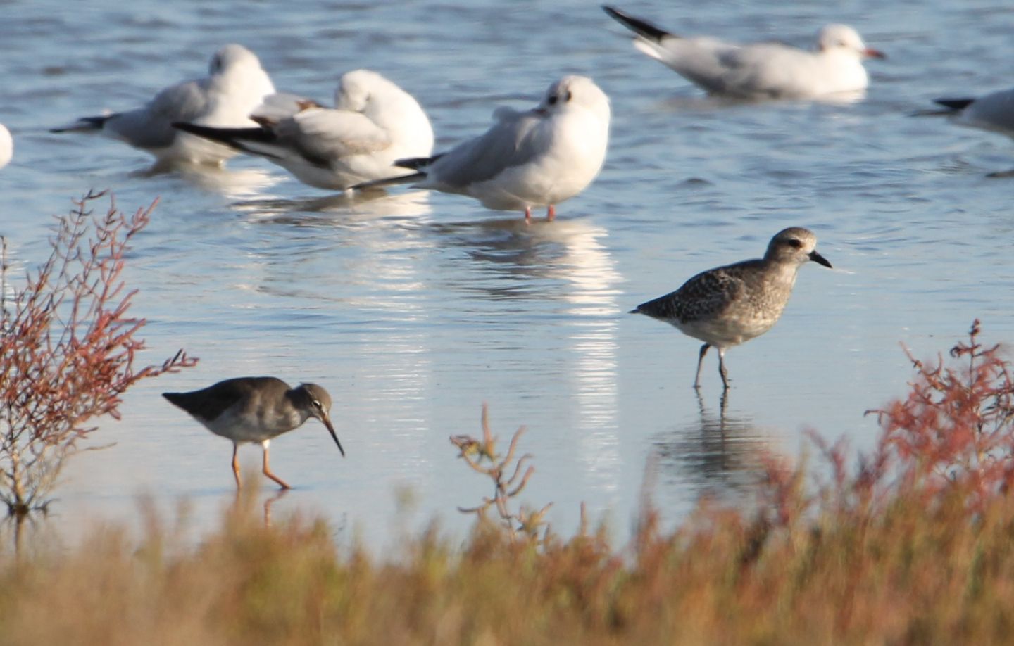 Pivieressa (Pluvialis squatarola) e Pettegola (Tringa totanus)