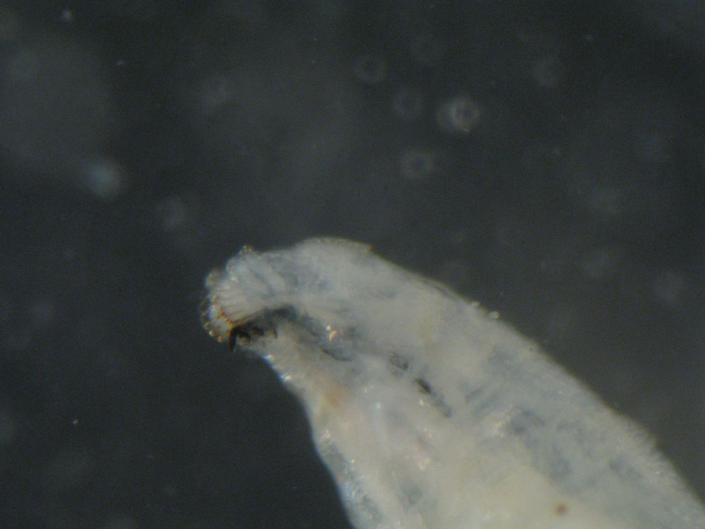 larva di dittero da id