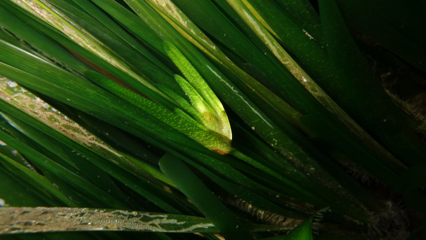 Fioritura e fruttificazione Posidonia oceanica