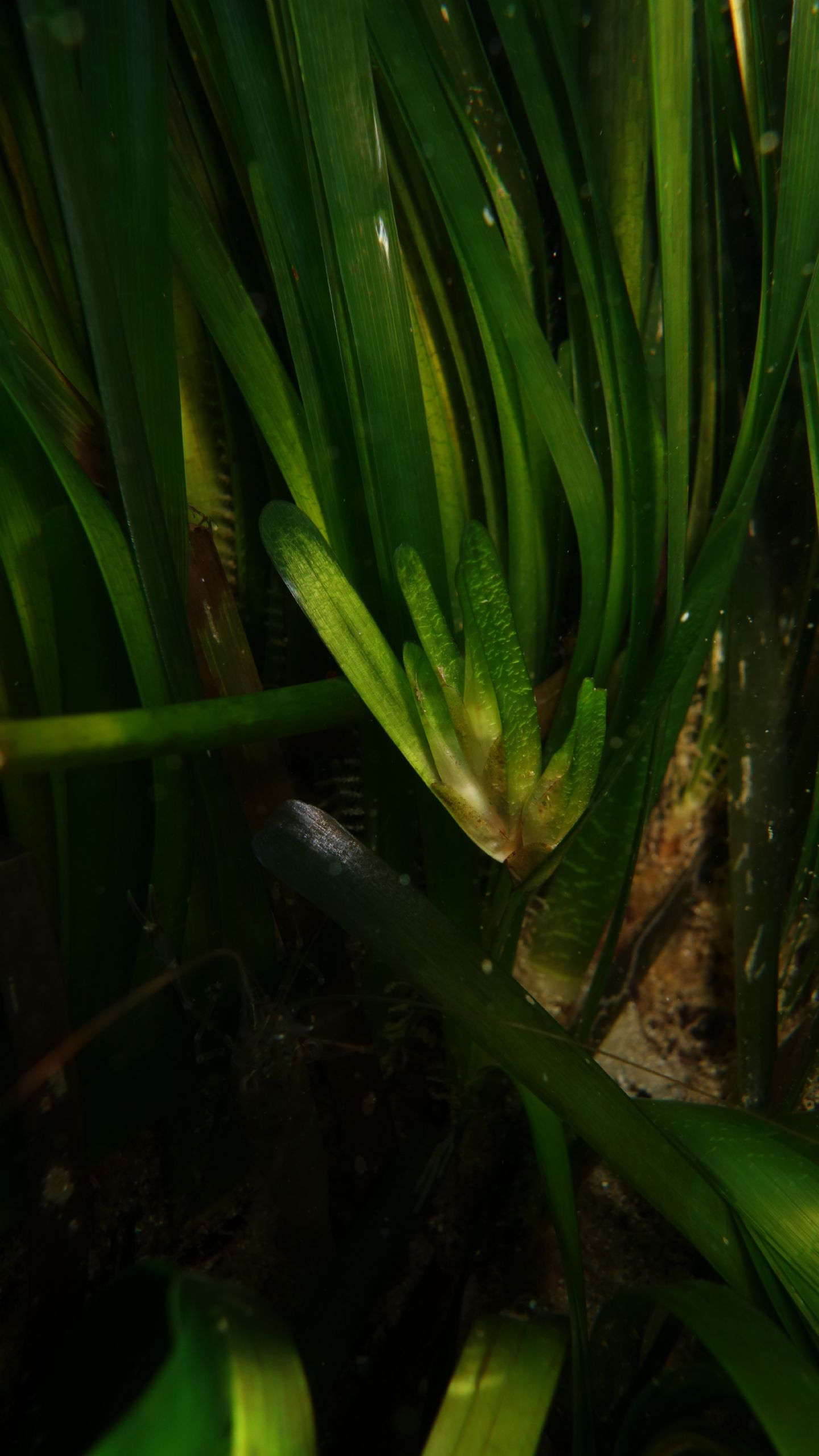 Fioritura e fruttificazione Posidonia oceanica