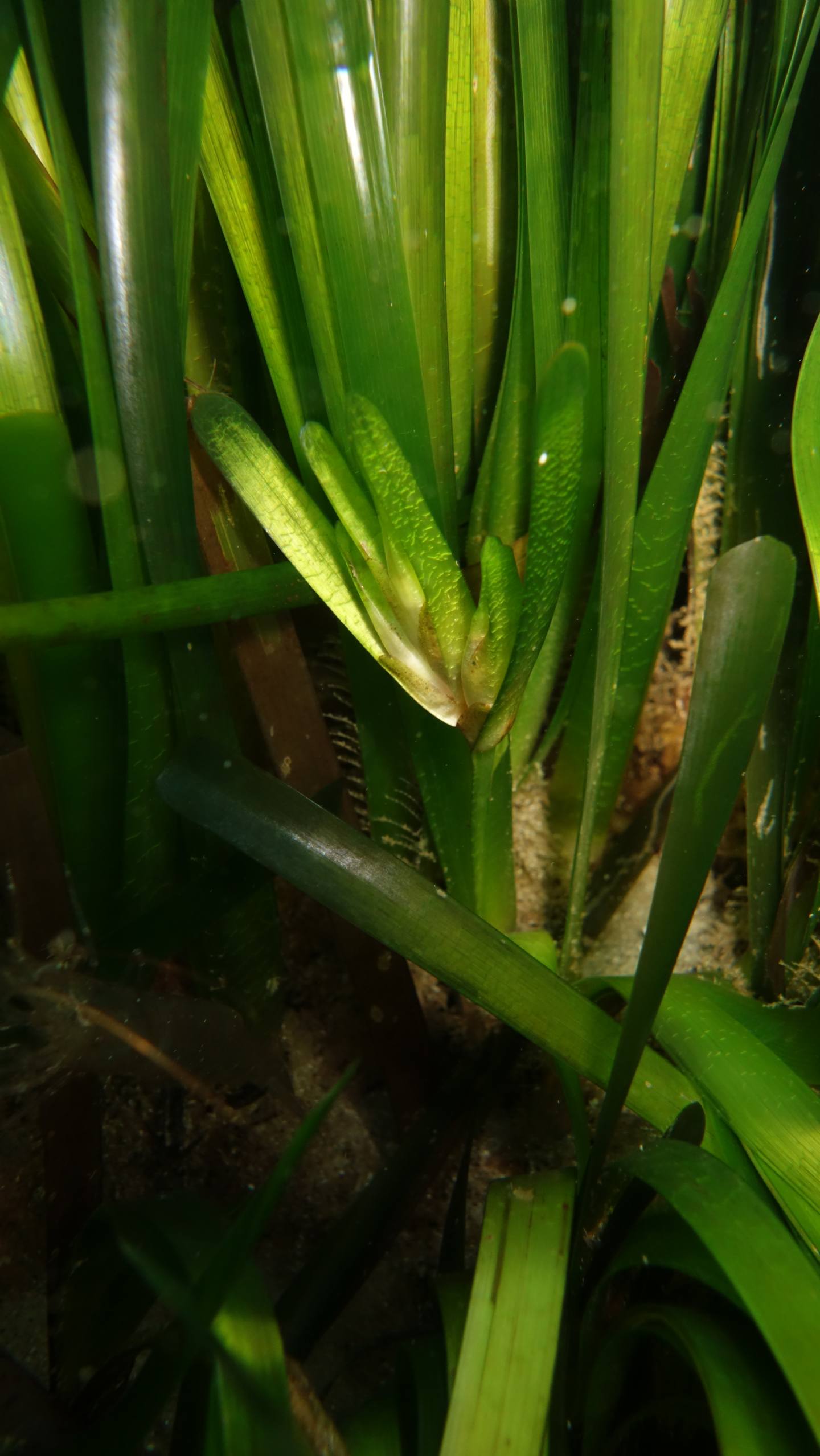 Fioritura e fruttificazione Posidonia oceanica