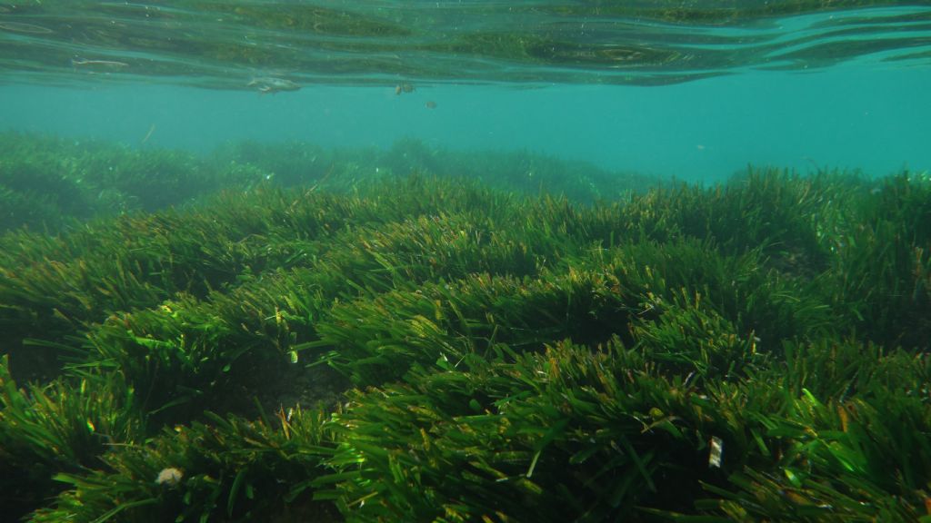 Fioritura e fruttificazione Posidonia oceanica