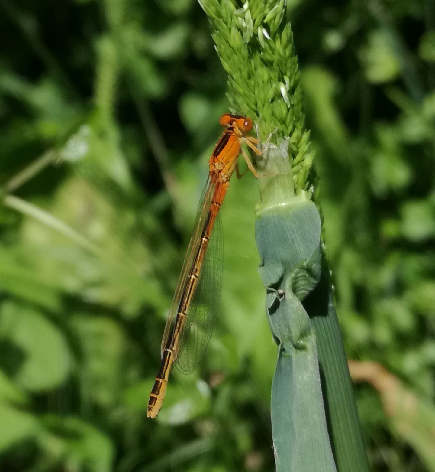 Ischnura pumilio, femmina