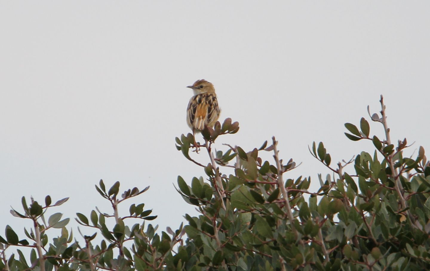 Beccamoschino (Cisticola juncidis)