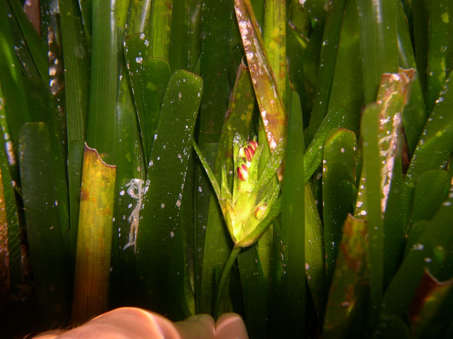 Fioritura e fruttificazione Posidonia oceanica