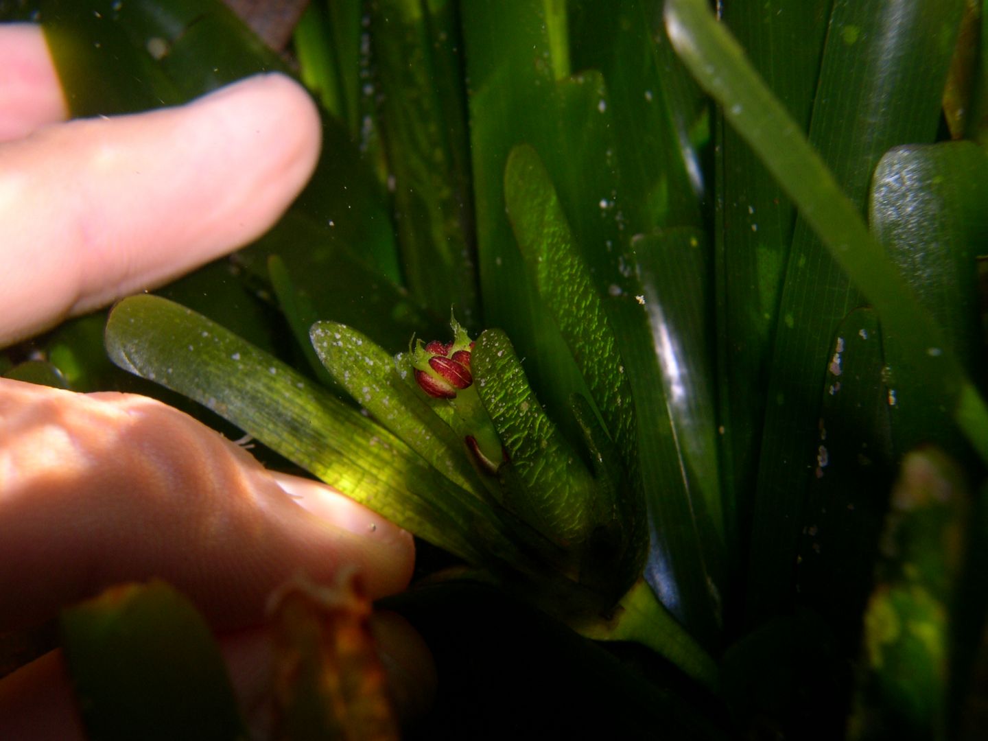 Fioritura e fruttificazione Posidonia oceanica