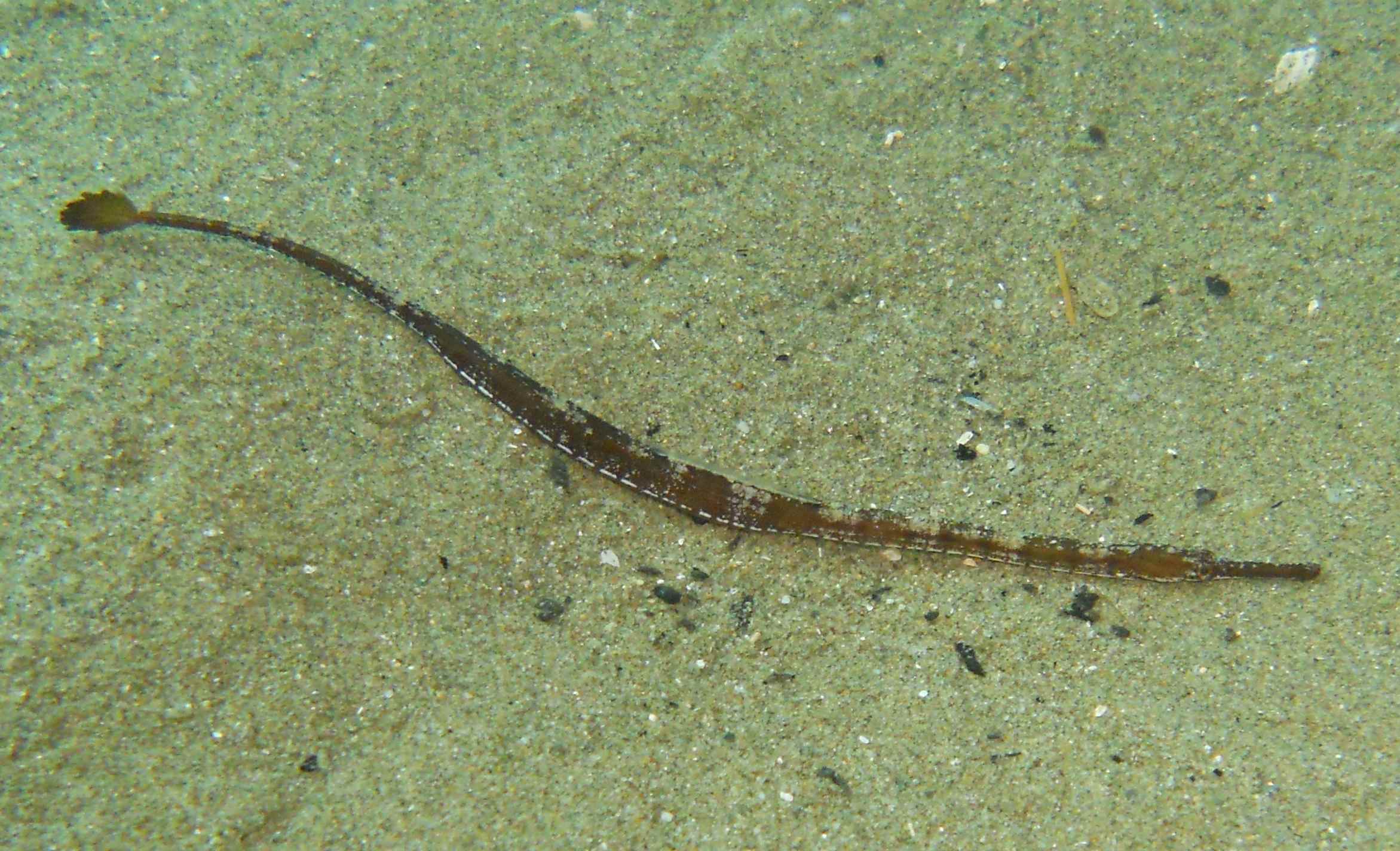 Pesce ago (Syngnathus abaster?)