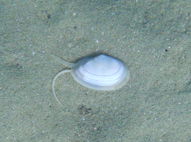 Tellina cfr planata a passeggio!