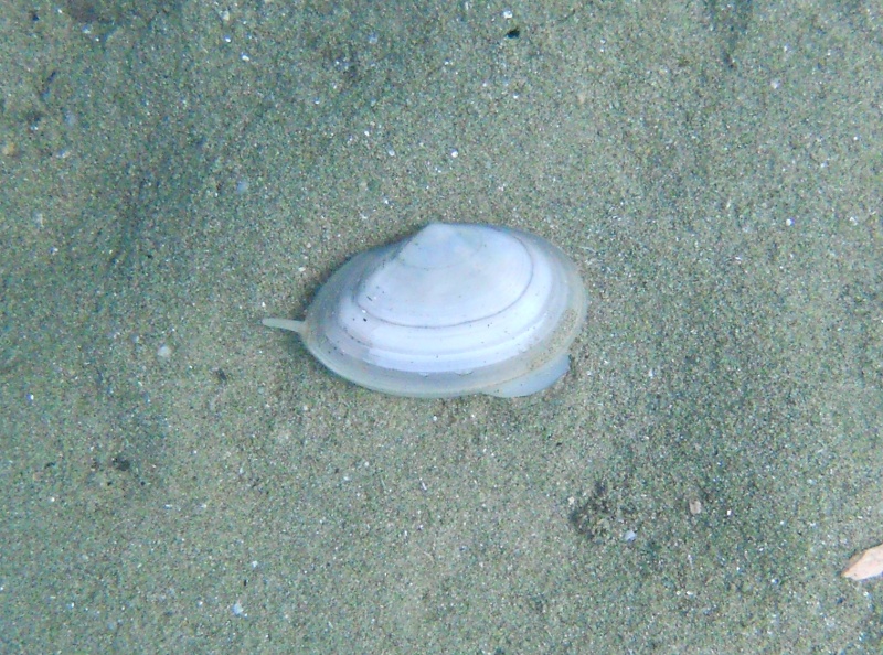Tellina cfr planata a passeggio!