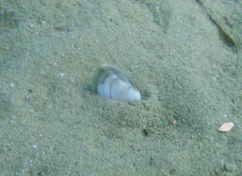 Tellina cfr planata a passeggio!