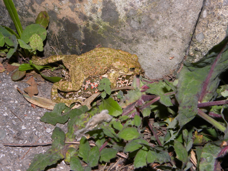 rospetti in giardino