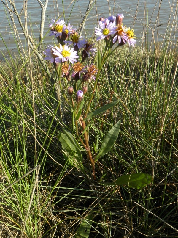 Galatella pannonica (=Aster tripolium) / Astro marino