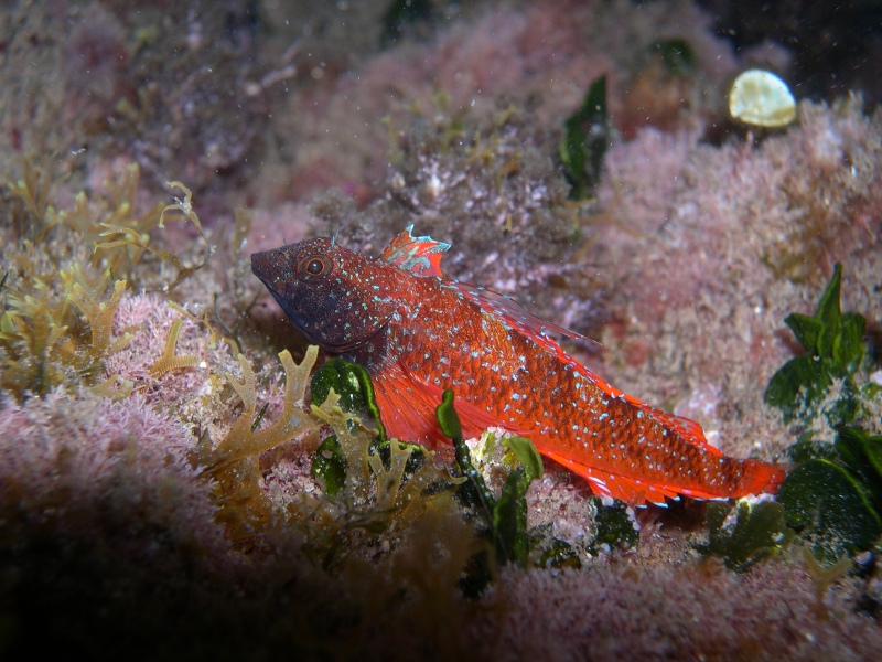 Peperoncino rosso (Tripterygion tripteronotus)