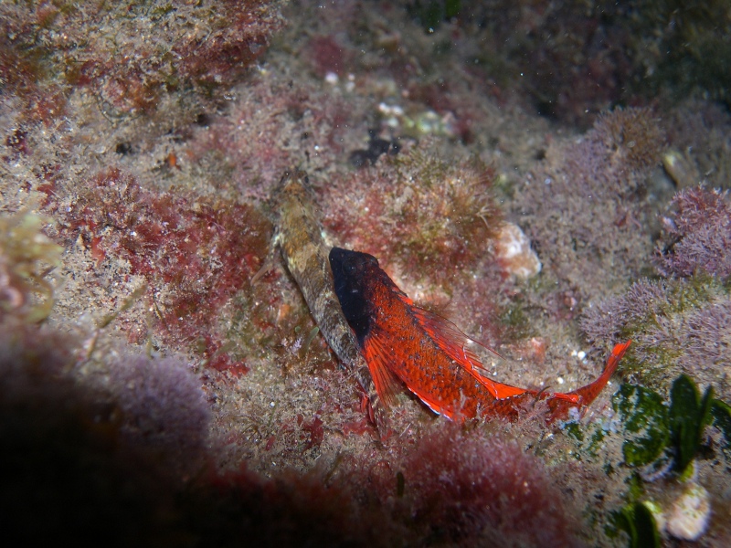 Peperoncino rosso (Tripterygion tripteronotus)