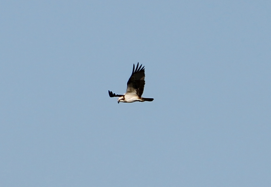 falco pescatore