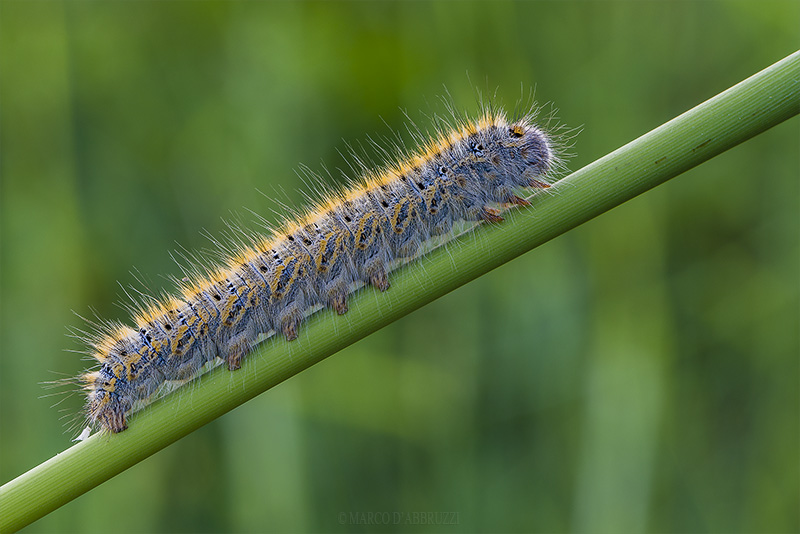 chiedo aiuto per id bruco.. - Lasiocampa (Pachygastria) trifolii