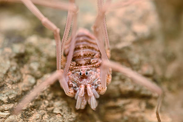 Rilaena triangularis - Phalangiidae.