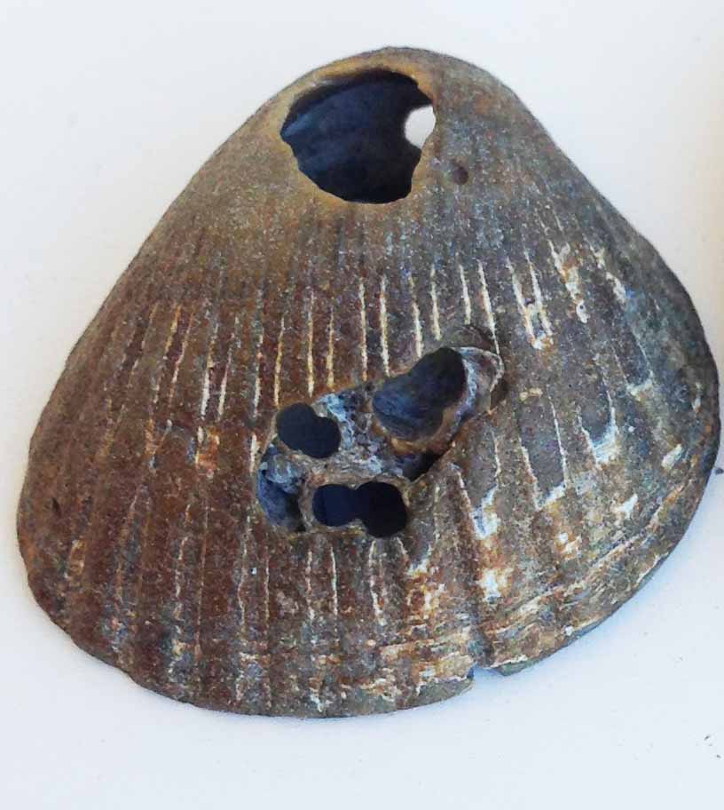 Guscio di anellide all''interno di bivalvi