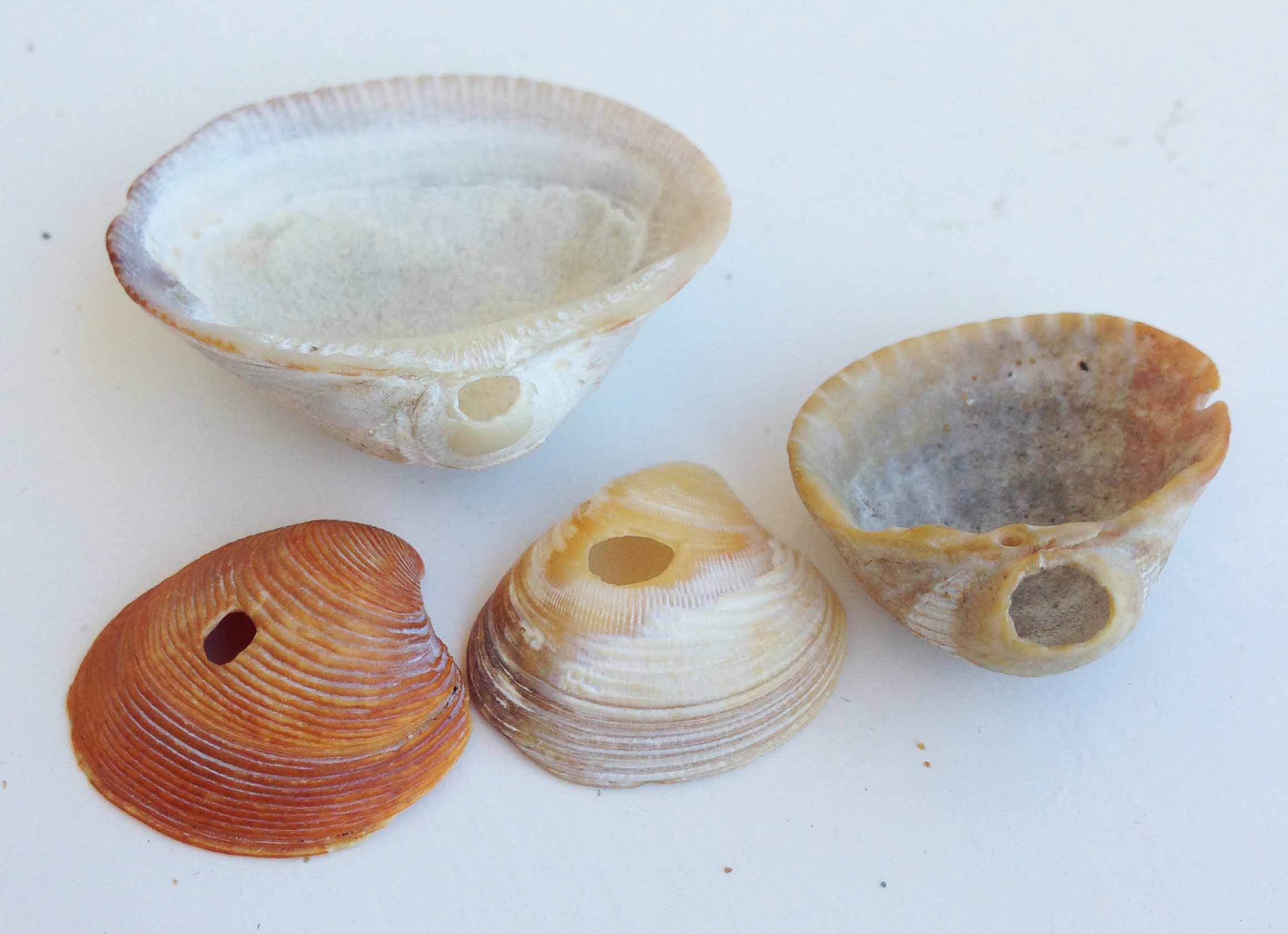 Segni di predazione sui gusci dei bivalvi in Adriatico