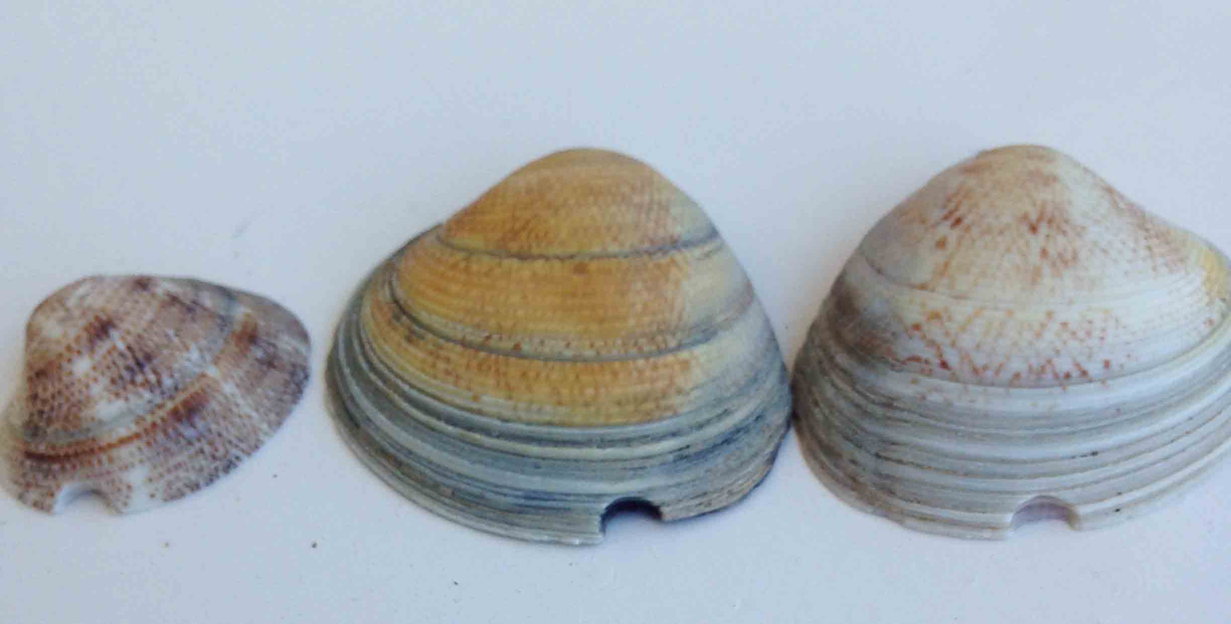 Segni di predazione sui gusci dei bivalvi in Adriatico