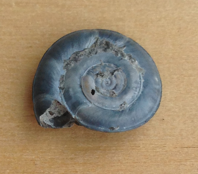 Conchiglia blu: Planorbis cfr. planorbis