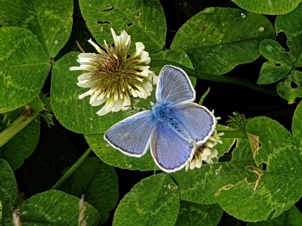 Polyommatus icarus (Lycaenidae), maschio