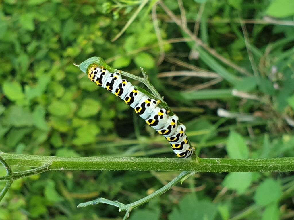 Bruco variopinto...  di Cucullia scrophulariae (Noctuidae)