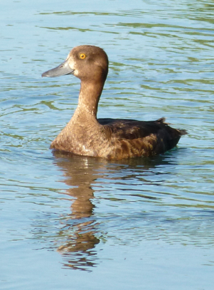 Una specie insolita di anatra