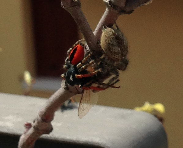 Philaeus chrysops dono nuziale - Padua  (PD)