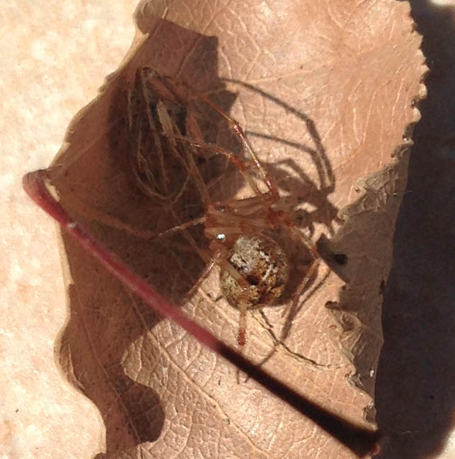 Parasteatoda tepidariorum - Padova (PD)