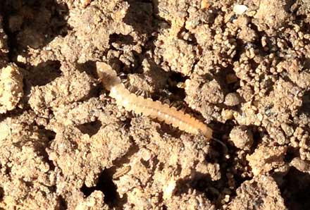 Miriapode, scolopendra? No. Polydesmus sp.