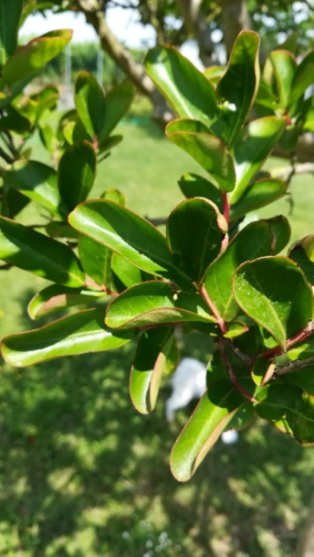 Lagerstroemia indica (Lythraceae)