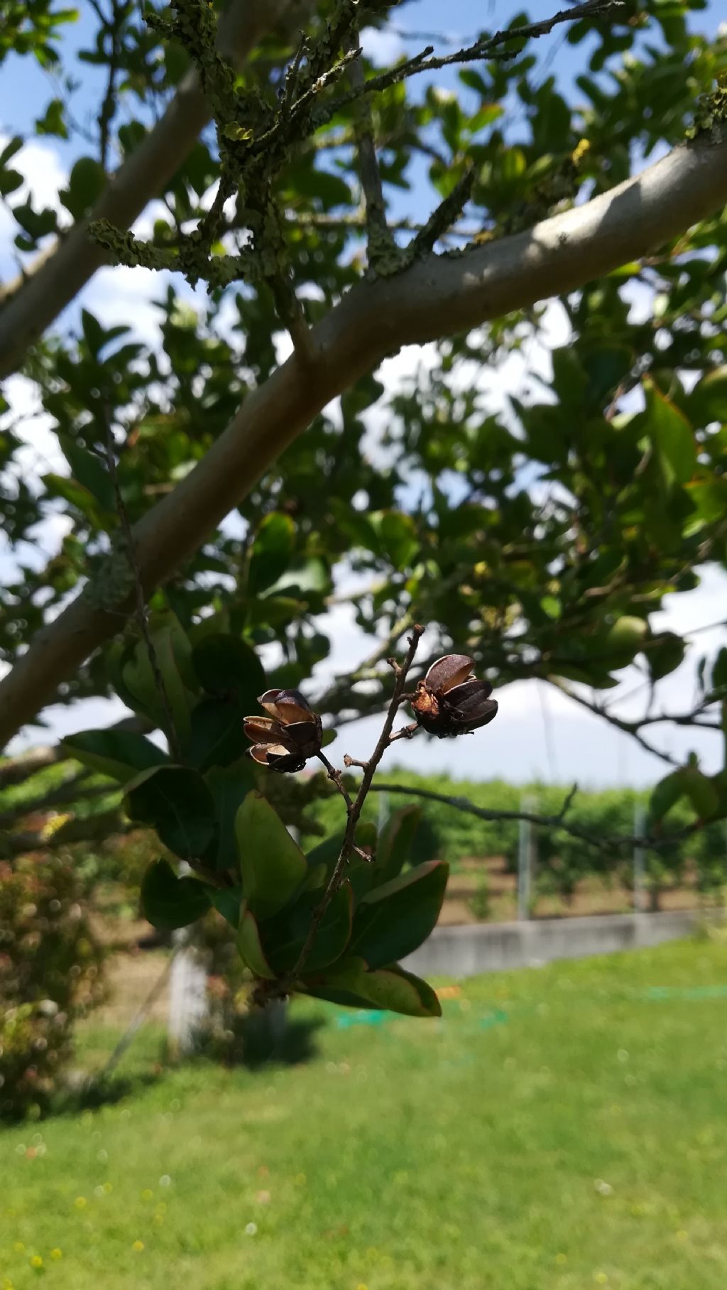 Lagerstroemia indica (Lythraceae)