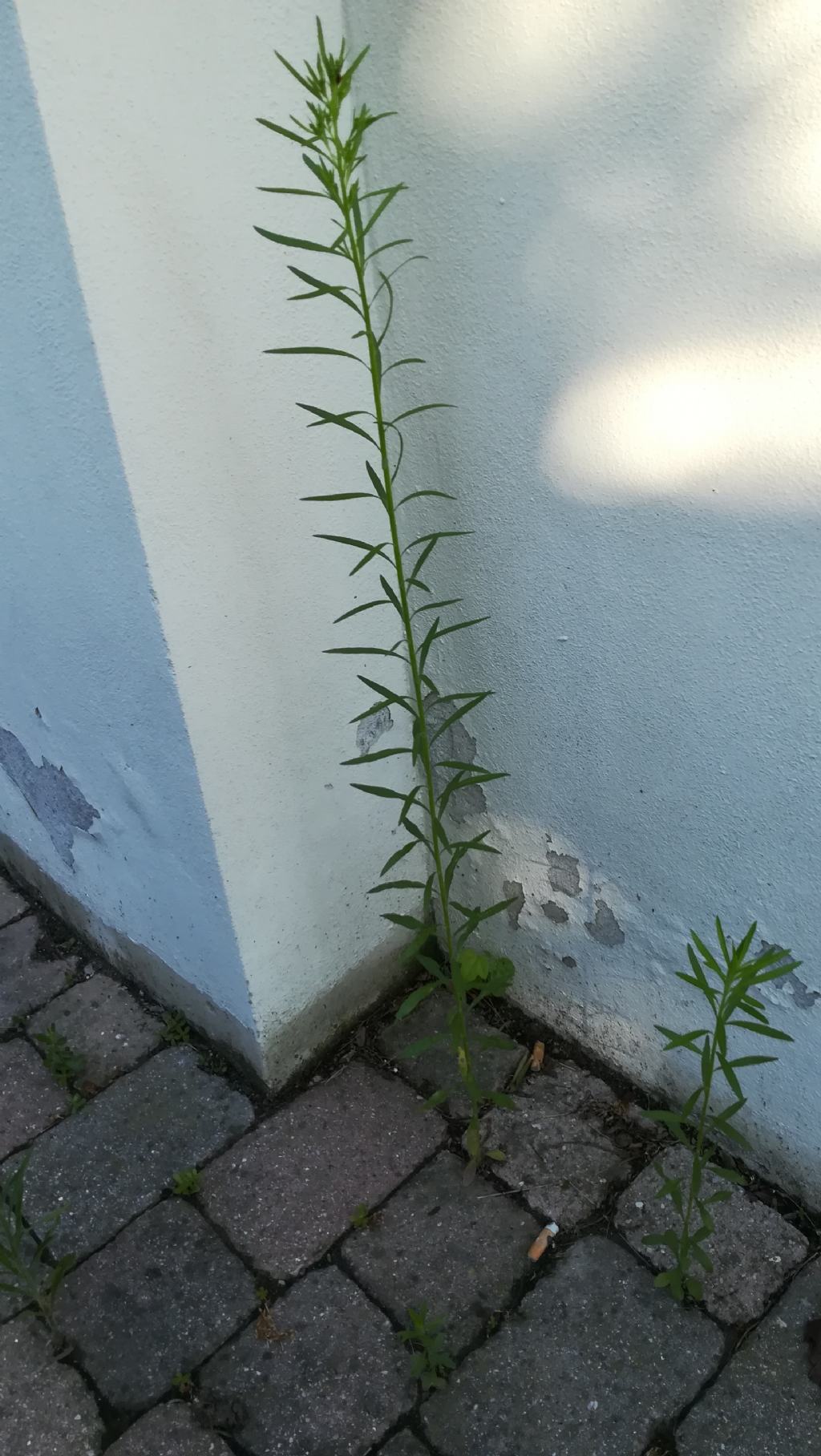 Pianta da Marciapiede - Erigeron sp.