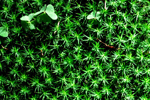 riconoscimento muschio